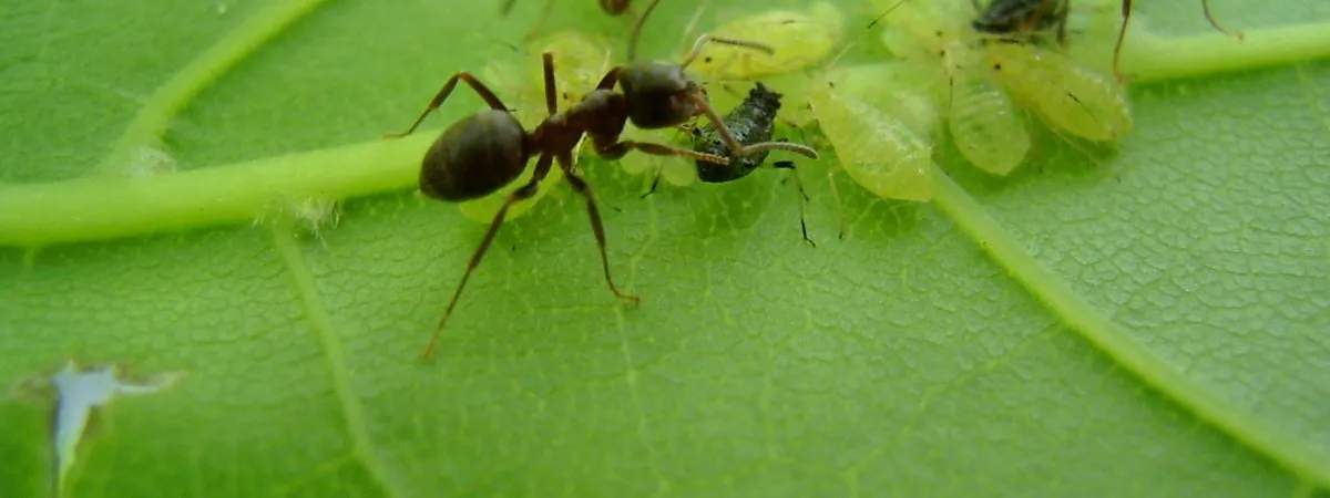 Ants