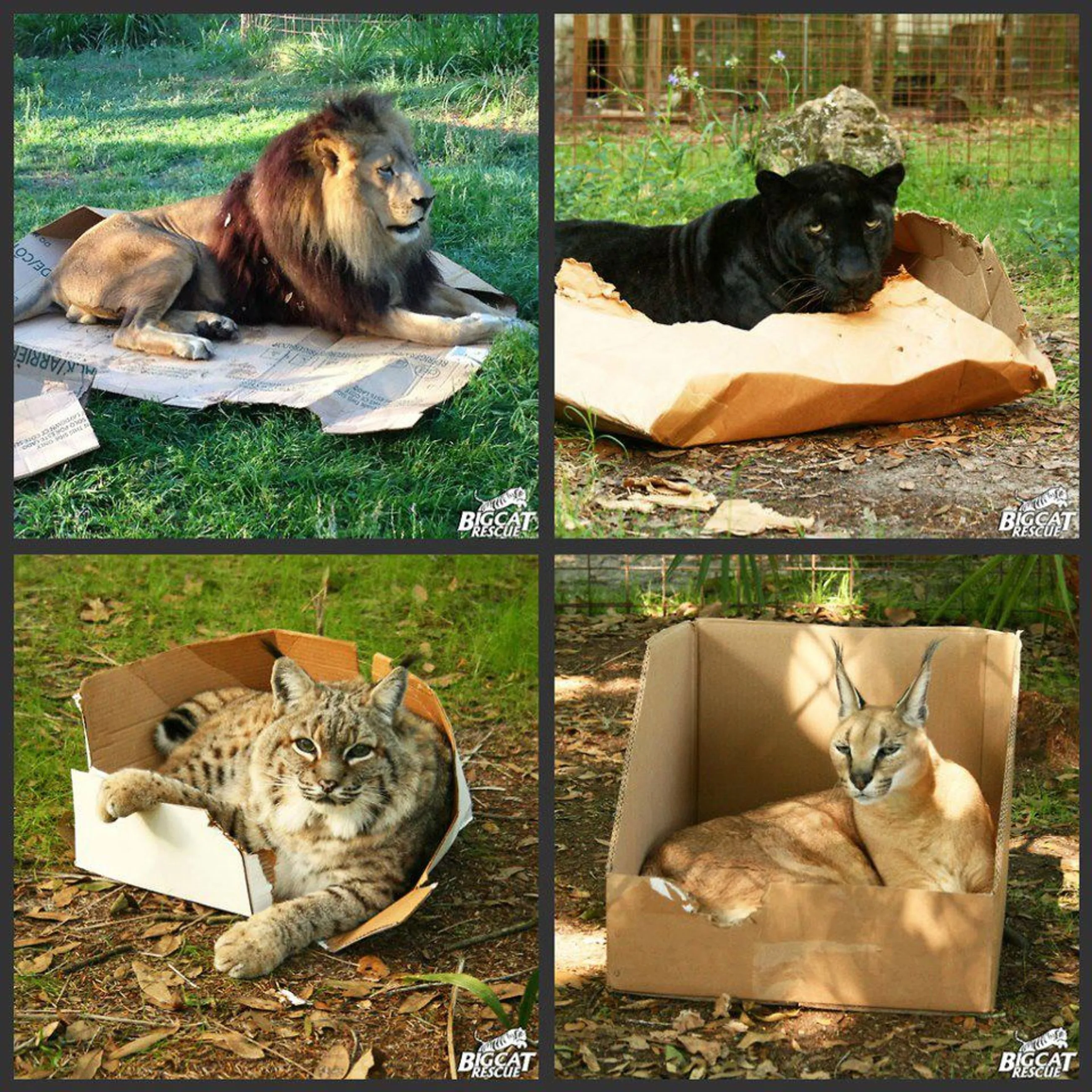 cats